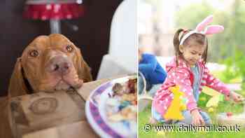 Don't fall for those puppy dog eyes! Pet owners are warned that a popular Easter treat could be LETHAL to pooches - and it's not chocolate