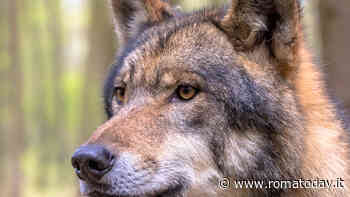 Inseguire gli animali selvatici è reato: cosa si rischia e come comportarsi