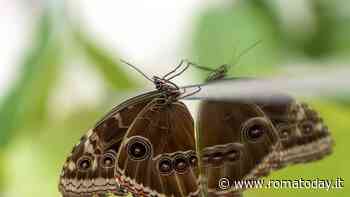 Weekend di Pasqua "Sfarfallante"