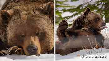 Grizzlies get their bearings after emerging from winter slumber