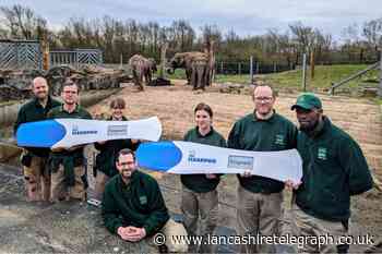 Blackpool Zoo confirms 2 elephants are expecting babies