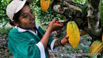 Lebensmittelpreise: Kakao ist teurer als Kupfer, Orangensaft kostet plötzlich das Doppelte – und das ist erst der Anfang