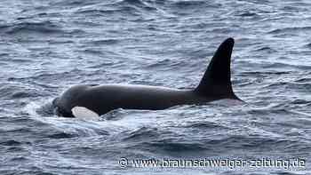 Neue Orca-Art entdeckt? Forscher finden Hinweise