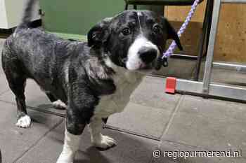 Hond vastgebonden op station Overwhere, dierenambulance zoekt eigenaar