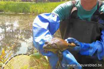 Hij loeit zoals een rund en vreet alles in zijn buurt op, maar opmars stierkikker lijkt gestopt