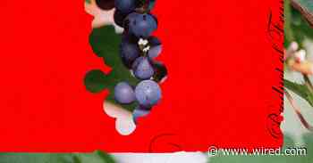 Enjoy Your Favorite Wine Before Climate Change Destroys It