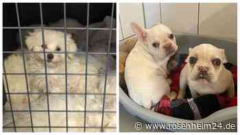 Polizei entdeckt schon wieder Hundewelpen: Tierheim Freilassing kann sie aber nicht behalten