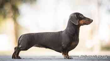 Dachshunds could soon be BANNED in Germany amid concerns their short legs and elongated spines make them more vulnerable to back issues