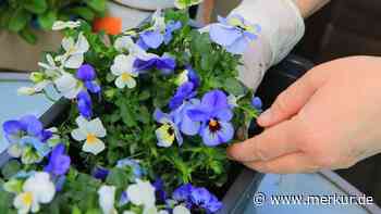 Balkone und Beete erwachen zum Leben: Welche Blumen kann man im April pflanzen?