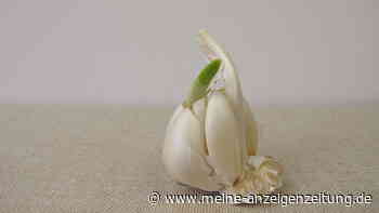 Knoblauch innen grün – kann man ihn noch essen?