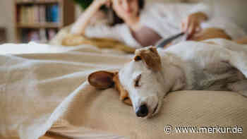 Wenn die Uhr auf Sommerzeit umgestellt wird: Kann das Tiere verwirren?