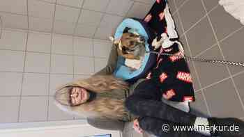 Aufnahmestopp im Dachauer Tierheim