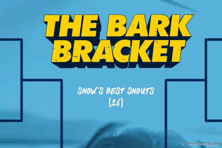 Ikon Pass Hosting 'Bark Madness' Tournament To Crown The 'Pinnacle Of Pooch'