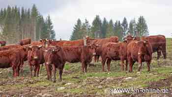 USA: Vogelgrippe bei Milchkühen entdeckt
