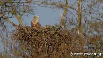 Unieke situatie: vier nesten met broedende zeearenden aan het Zwarte Meer