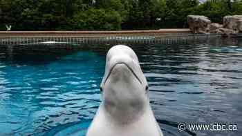 2 more belugas dead at Marineland marking 17 whale deaths since 2019