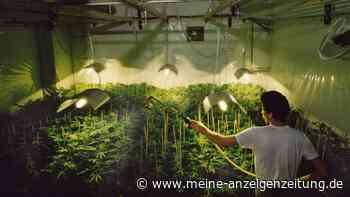 Vegetatives Wachstum bei Cannabis: Strategien für kräftige Pflanzen