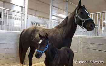 RCMP inviting Canadian kids to ‘Name the Foal’