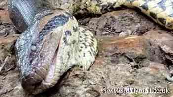 World's largest snake is 'shot dead' by 'sick' hunters in the Amazon rainforest - just a month after biologists discovered the 26ft-long anaconda