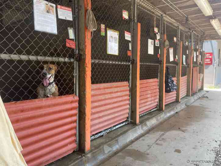 Austin Pets Alive! looks to expand facilities, rebuild Town Lake center in $45M project