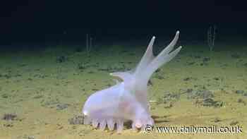 'Barbie pigs' and 'unicumbers' among several bizarre, new species discovered at proposed site for deep-sea mining site in the Pacific