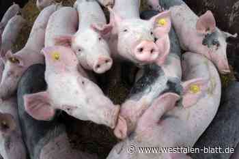 Tierquälerei: Den Tod von 46 Sauen in Kauf genommen
