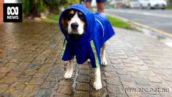 South-east Queensland dams at highest level in a year, but rain to ease over Easter