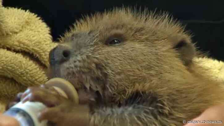 Calgary Wildlife Rehabilitation Society in crisis