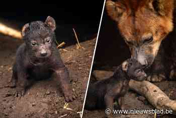 Zoo Planckendael verwelkomt hyenapup: “Heel vertederend, in tegenstelling tot hun brutere volwassen versie”