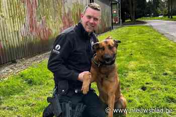 Politiehond Marco was al geslaagd als patrouillehond, nu slaagt hij ook voor drugsexamen