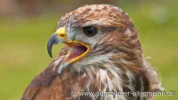 Stadt warnt wieder vor brütenden Mäusebussarden im Wildpark