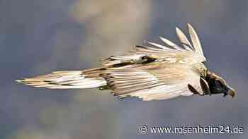 Keine Gams für Bartgeier – Streit mit Nationalpark Berchtesgaden hat ein Ende
