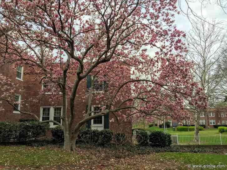 An Arlington garden apartment community is the best place to live in the U.S., new rankings say