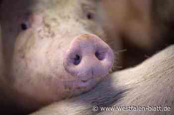 Peta fordert Tierhalteverbot für Stemweder Landwirt