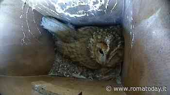 Nel Parco dell’Appia Antica sono tornati gli allocchi