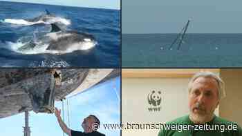 Orca greift Boot an: So kreativ wehrt sich ein Segler