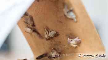 Lästige Mitbewohner: So werden Sie Kleider- und Lebensmittelmotten wieder los