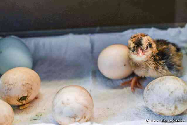 Schattige kuikentjes dompelen Domein Kiewit in paassfeer