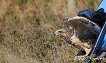 Calgary Wildlife Rehabilitation Society faces financial crisis