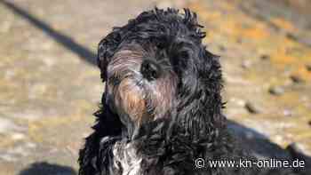 Vor zwölf Tagen von Schiff gesprungen: Hündin Famke auf Insel in der Mosel entdeckt