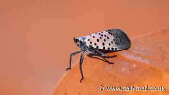 Officials urge public to destroy spongy egg masses across the US to avoid infestation of lanternflies in May