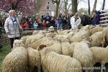 Schapen komen terug naar Lier voor zevende jaar op rij