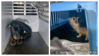 Zeugen beobachten Welpenverkauf - Münchner Polizei rettet sieben Hundebabys