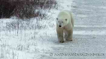 Far North police 'dispatch' polar bear stalking schoolyard