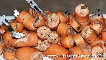 Gefährliche Hundeköder: Würstchen mit Stecknadeln am Lichternsee entdeckt