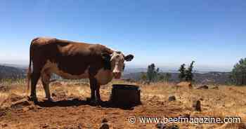 Understanding cattle grazing personalities may foster sustainable rangelands