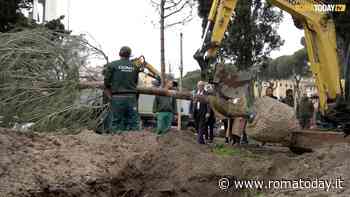 VIDEO | Tornano gli alberi a piazza Venezia: la piantumazione di dieci pini e un cipresso