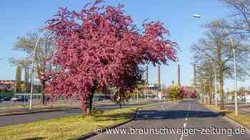 Baustelle im Sommer: Diese Wolfsburger Straße wird saniert