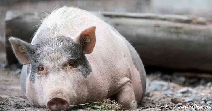 Frei laufende Minischweine in Unterfranken gesichtet