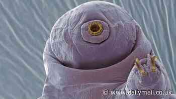 Anti-aging elixir could be hiding in 'indestructible' tardigrades, say scientists who found microscopic creature's proteins slow cell damage